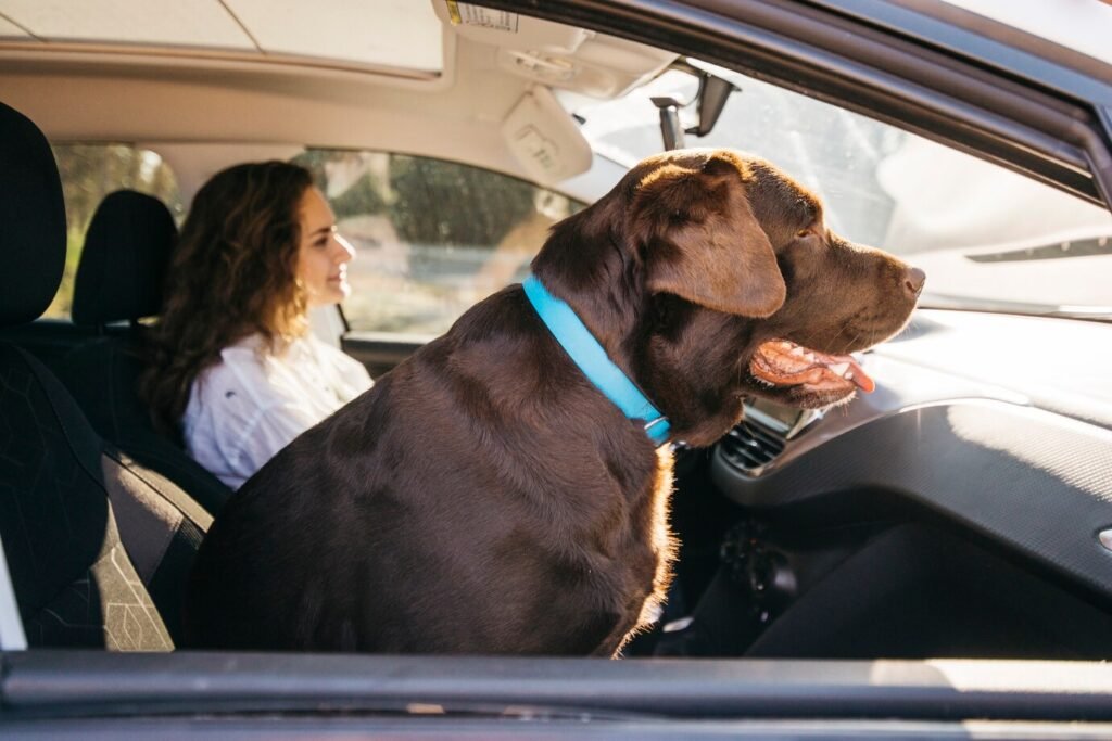 The Ultimate Guide to New York Pet Taxi Services: A Seamless Travel ...