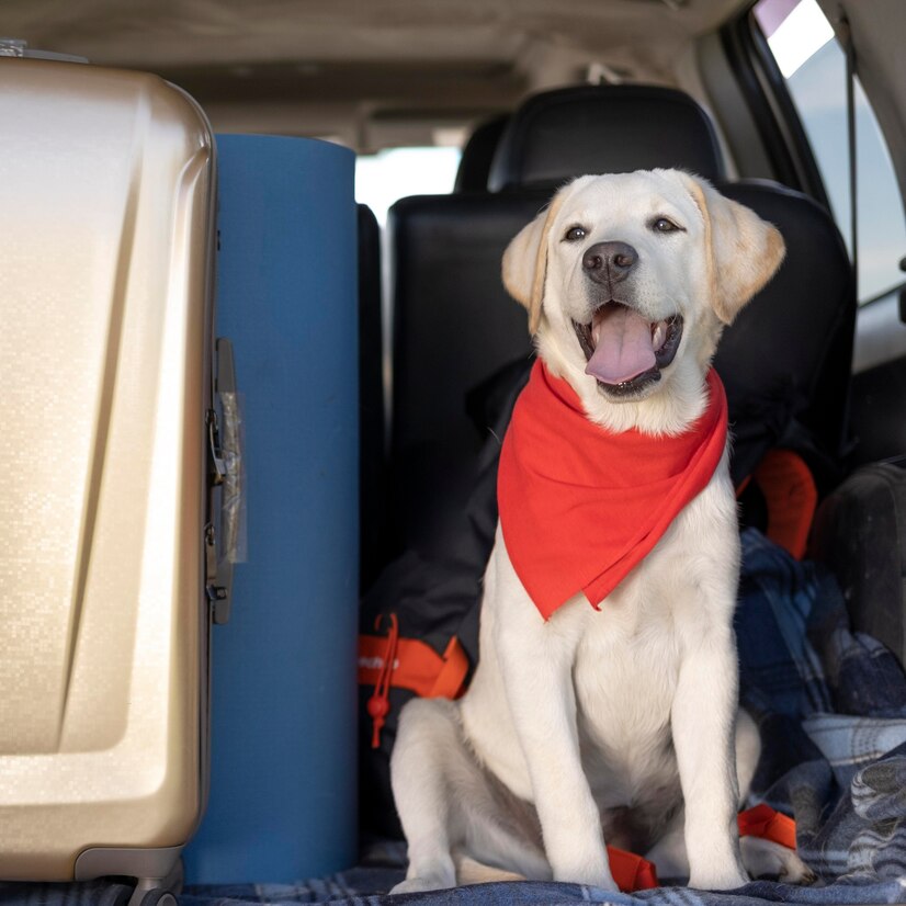 Pet Grooming Van