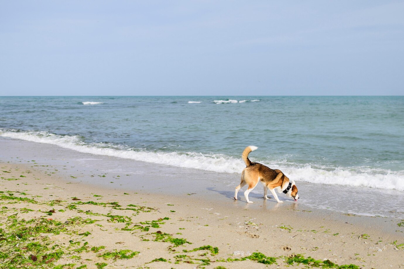 Dog-Friendly Beaches in Massachusetts