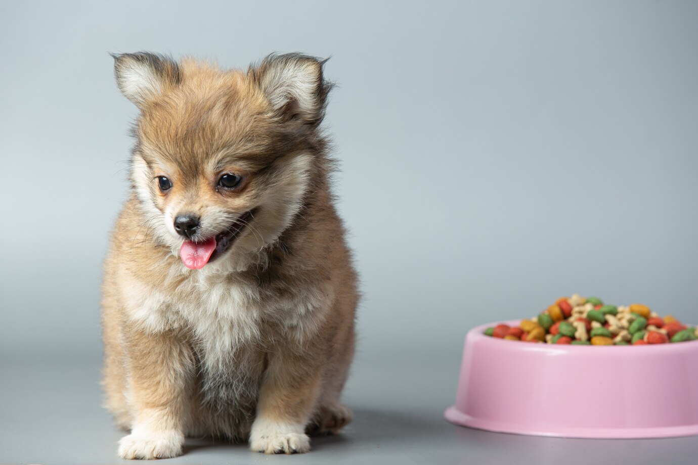 Small Puppy Food