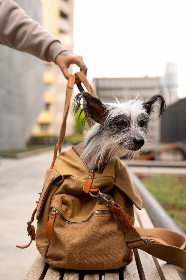 Inexpensive Dog Boarding