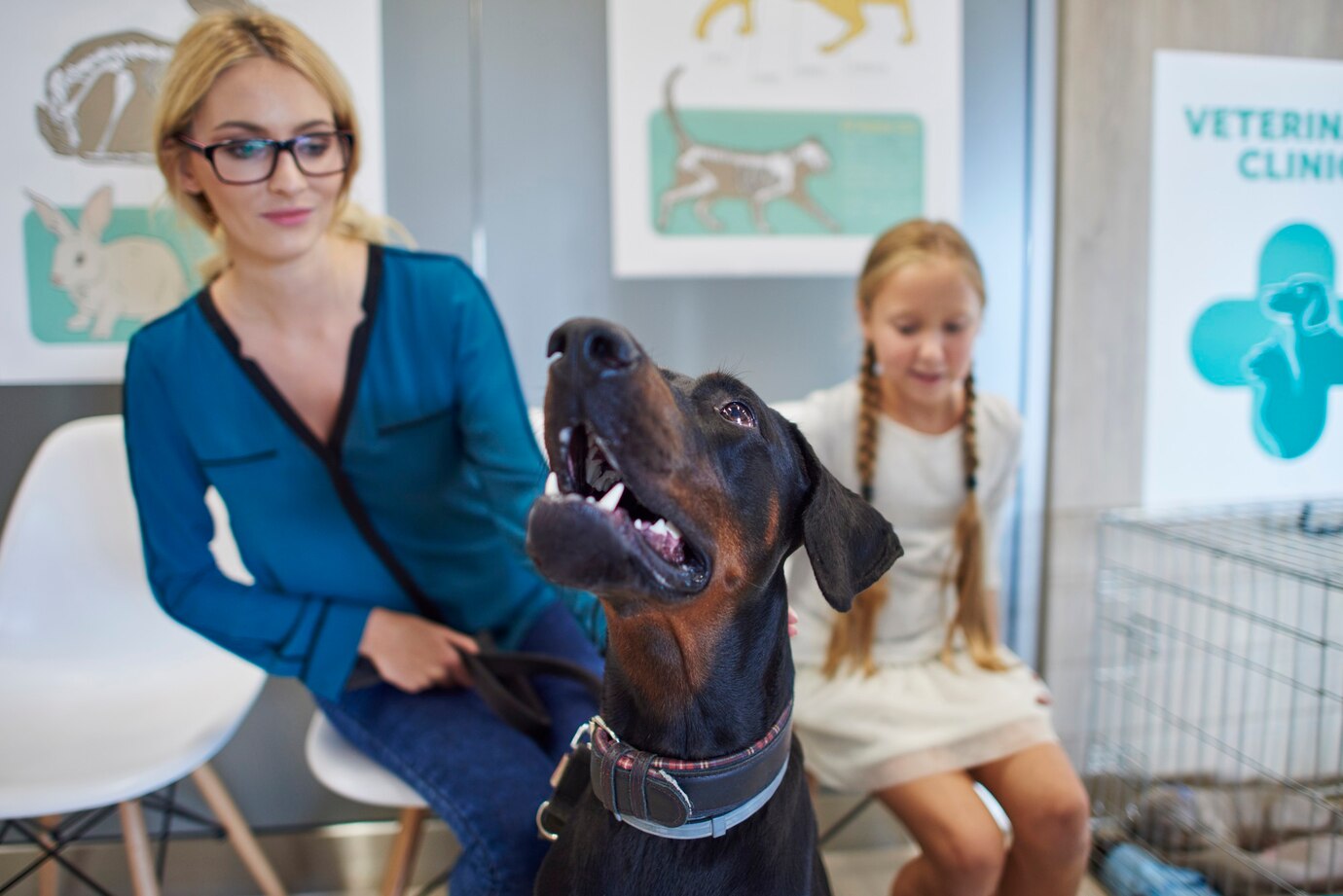 Service Animal Registration in Texas